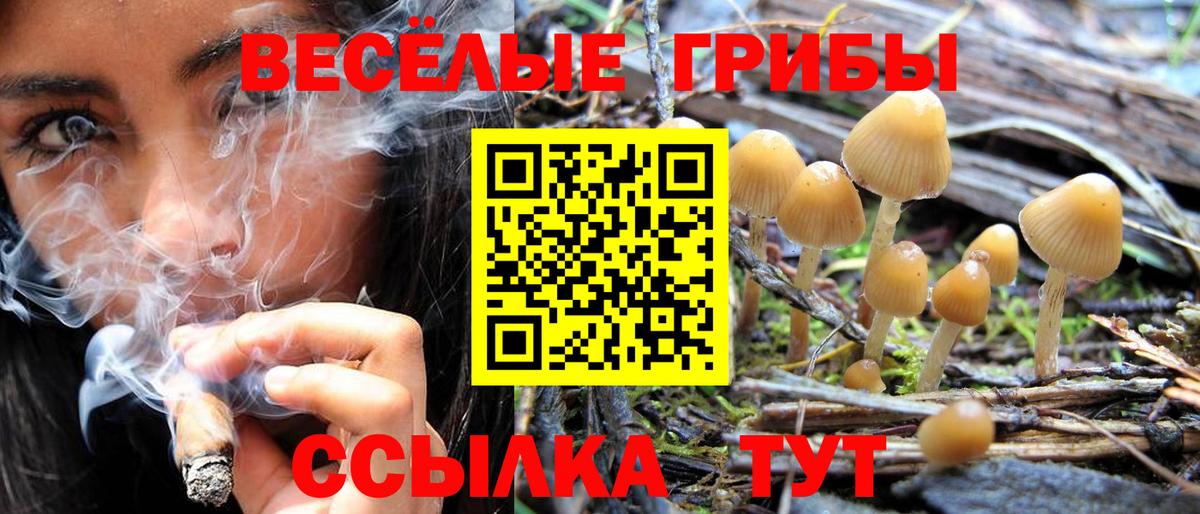Псилоцибиновые грибы Psilocybe  Вход с VPN  Мариинск 